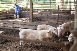 養豚場の潤滑剤